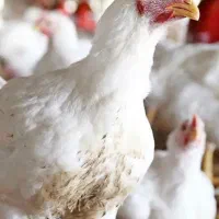 مرغ گوشتی