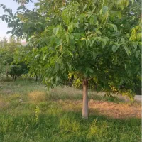 زمین-کشاورزی
