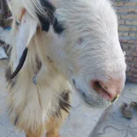 فروش یک راس قوچ