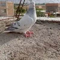 دمسفید|پرنده|بجنورد, |دیوار