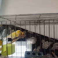 ۲عدد قناری نر