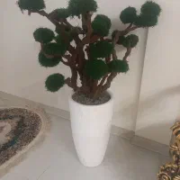 درختچه جاویدان