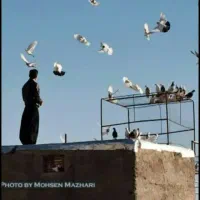 کفتر المانی زاجر قدیمی