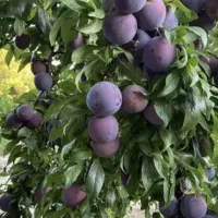آلو درجه یک مجلسی