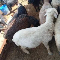 بره چاق