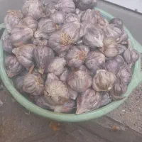 سیر پاک شده تمیز اصفهان