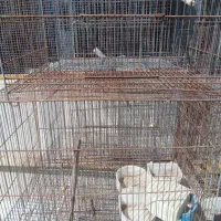قفس پرنده