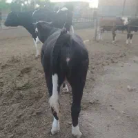 گوساله تلیسه ماده