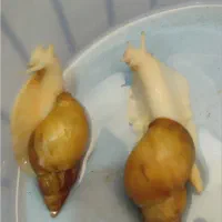 حلزون آلبینو
