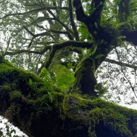 اجاره خانه باغ مبله