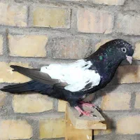 جوجه سینه سیاه