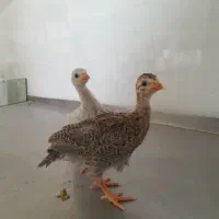جوجه شاخدار