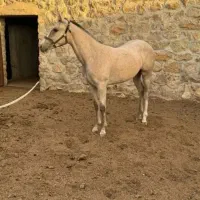 اسب ترکمن