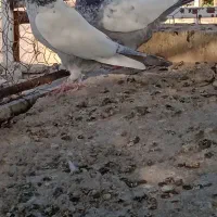 کبوتر ماده سینه سبز