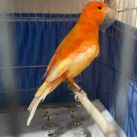 قناری سرخ یلو فاکتور رد فاکتور گلاستر نرو ماده