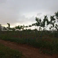 باغ-انگور-داربستی