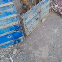 سگ سراب|سگ|قم, دوبرادر|دیوار