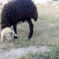 احسان
