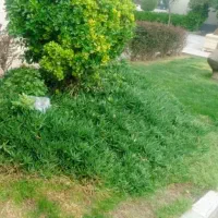 ۵۰۰متر زمین باغ باغچه ورامین