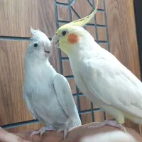 عروس هلندی مولد