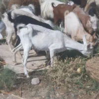 بز سانن