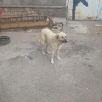 سگ سرابی ماده پنج میلیون