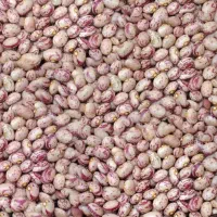 فروش لوبیا چتی