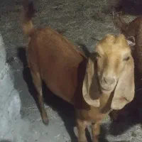 کهر آبستن