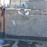 ۶ عدد کفتر