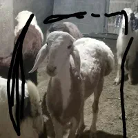 بره چینی تخمی درجه یک