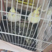 یک جفت عروس با قفس