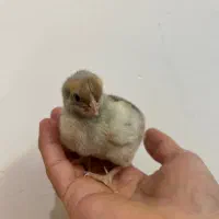 جوجه و مرغ و خروس و برهما،لهستانی،کوشین،ویاندوت