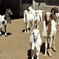 قوچ میش بز پاکستانی گلابی کاموری