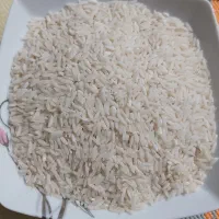 محصول برنج گیلان