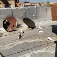 5 تا ماده درجه یک (معاوضه یا نقدی)