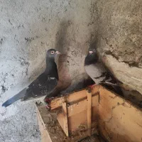 کبوتر مسافتی