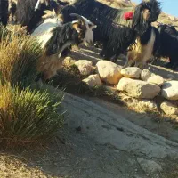 گله بز