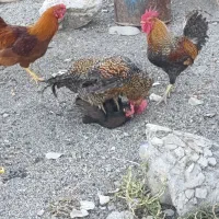خروس 4 تا
