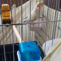 ی جفت عروس هلندی نر و ماده