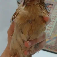 سرپرست برای بلدرچین