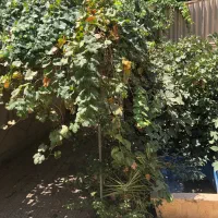 فروش-منزل-ویلایی