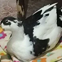 اردک
