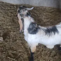کهر . کره . چپش . نری . گوسفند