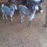 بز بزغاله دار