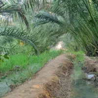 پاجوش برحی اصل منیوحی اروندکنار
