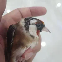 سره سیاه سر زاغ نر