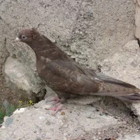 کبوتر|پرنده|سیلوانه, |دیوار