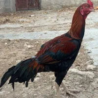 مرغ وخروس افغان و لاری