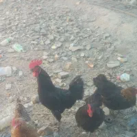 مرغ وخروس محلی اصل