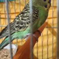 مرغ عشق سرحال